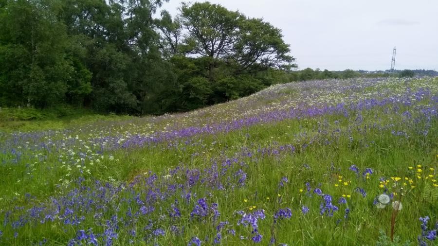 Bluebells2.jpg.5f8cb8900d1a175ef3234b036ce9ad9b.jpg