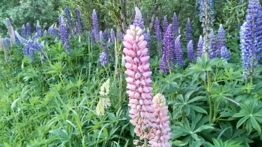 lupines.jpg.bb3b9c055411471f4f699c910318d69d.jpg