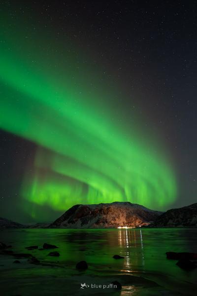 Northern_Lights_in_Focus_Tour__Blue_Puffin__2025_01_24-076.jpg