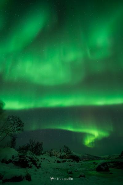 Northern_Lights_in_Focus_Tour__Blue_Puffin__2025_01_24-104.jpg