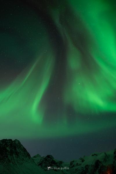 Northern_Lights_in_Focus_Tour__Blue_Puffin__2025_01_24-116.jpg