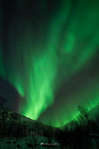 Northern_Lights_in_Focus_Tour__Blue_Puffin__2025_01_24-120-1.jpg