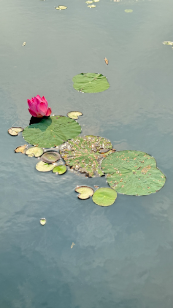 IMG_7406.png.85a610720a41f770d0e0698bd9d7f3e6.png