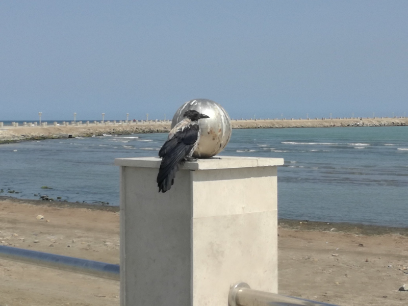 image.png.c6cbdd0f46c11af34cf5cabaf950494c.png