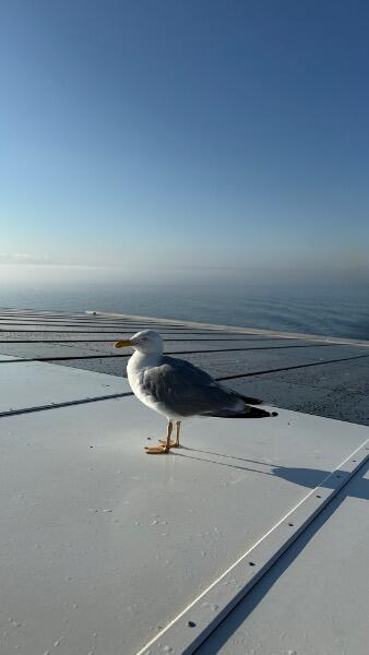 IMG_5329.jpeg.4193d4313f1405737e1f0241ecdf4414.jpeg
