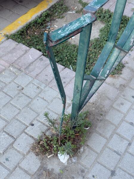 IMG_2373.jpeg.d58074f5d0a94bb60a19681db44a14fe.jpeg