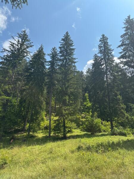 IMG_9032.jpeg.296c0b96fa83c1b3b2f676f6f9f8ade9.jpeg