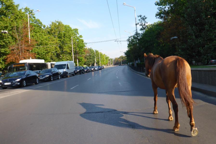 2015080041sofia.JPG.4fbd4981e509ce48e5f46f68805b4d2f.JPG