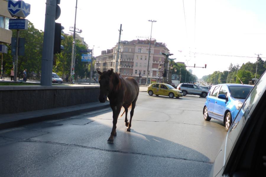 2015080042sofia.JPG.1575372065ab74349b53c48d689ab0c3.JPG