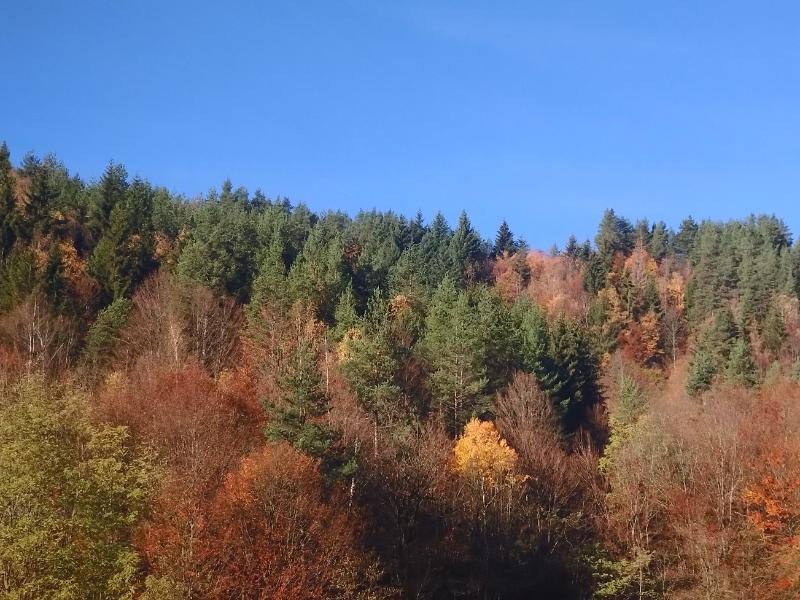 20251030_084646(1)2.JPG.21dbfdff274a3149f8b757b0c797c825.JPG