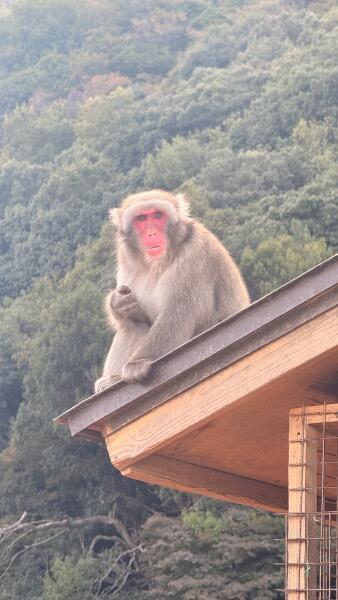 IMG_0009.jpeg.fbb316c055e9b1ddf43e86153b3decd0.jpeg