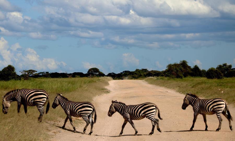 Zebra.JPG.4a7ff996bae321723a4bf1c6b758752e.jpeg.ab623753aeae942cf6c48f03a9343aea.jpeg