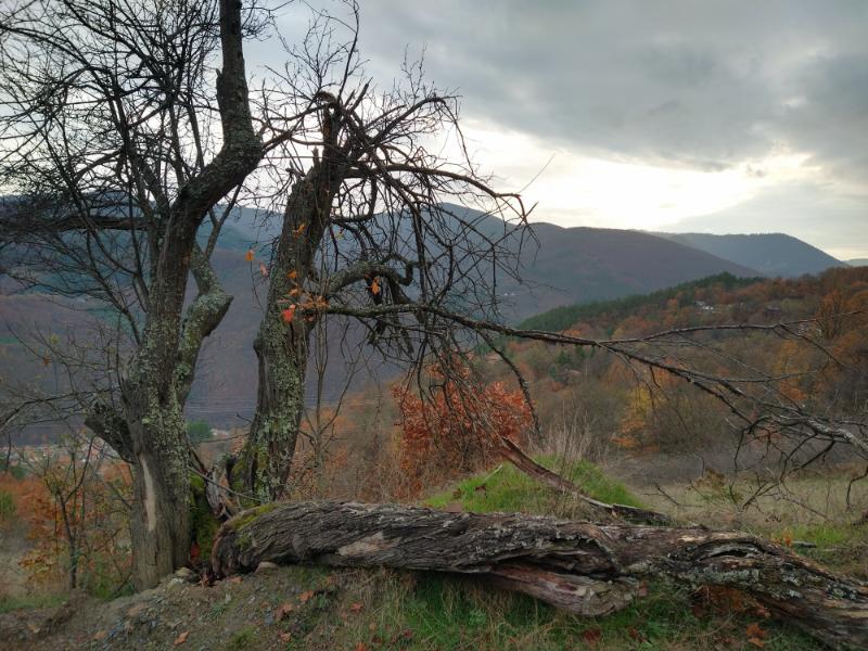IMG_20251109_155929425_HDR.jpg.2610f36a1d3b961e919f7dbdec79fa9a.jpg