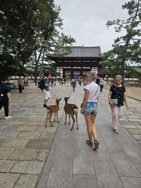 Osaka_nara3.jpg.1841fc0d2df364c2ecfb59a596f7d874.jpg