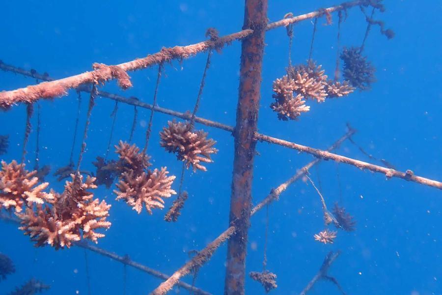 coral-tree-reef-restoration.jpg
