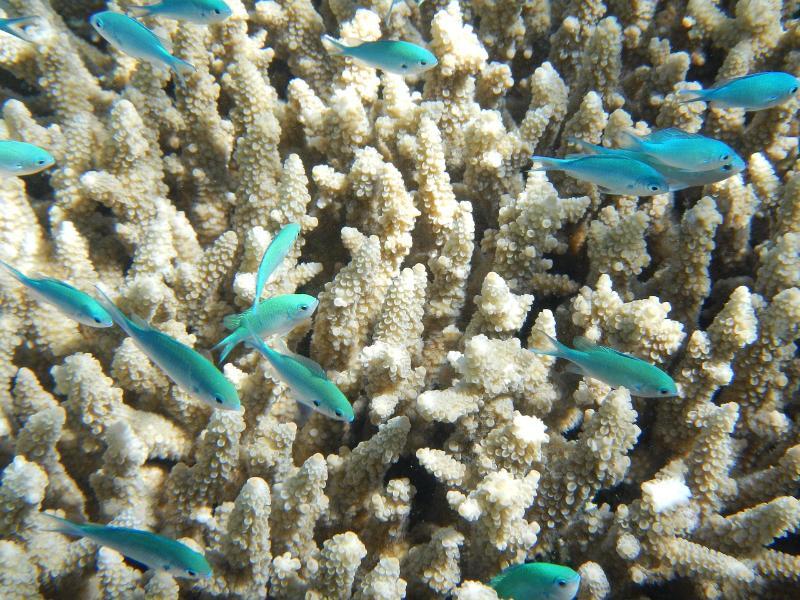 fish-382487.jpg