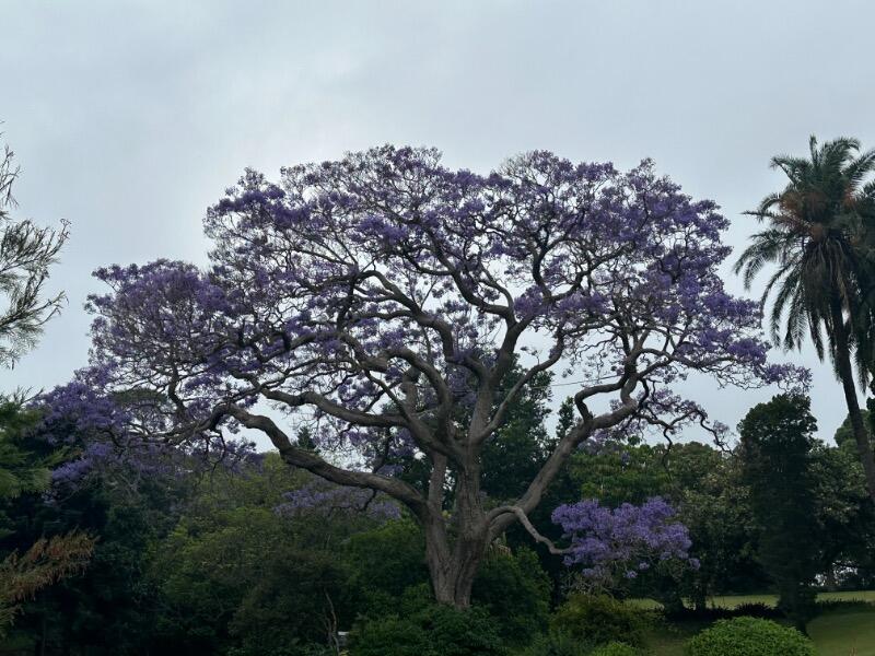 IMG_0417.jpeg.66509c1705b7f3f4a599520ec1b958e3.jpeg