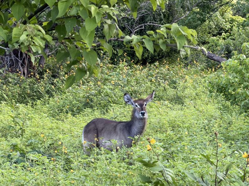 IMG_3048-waterbuck.JPG