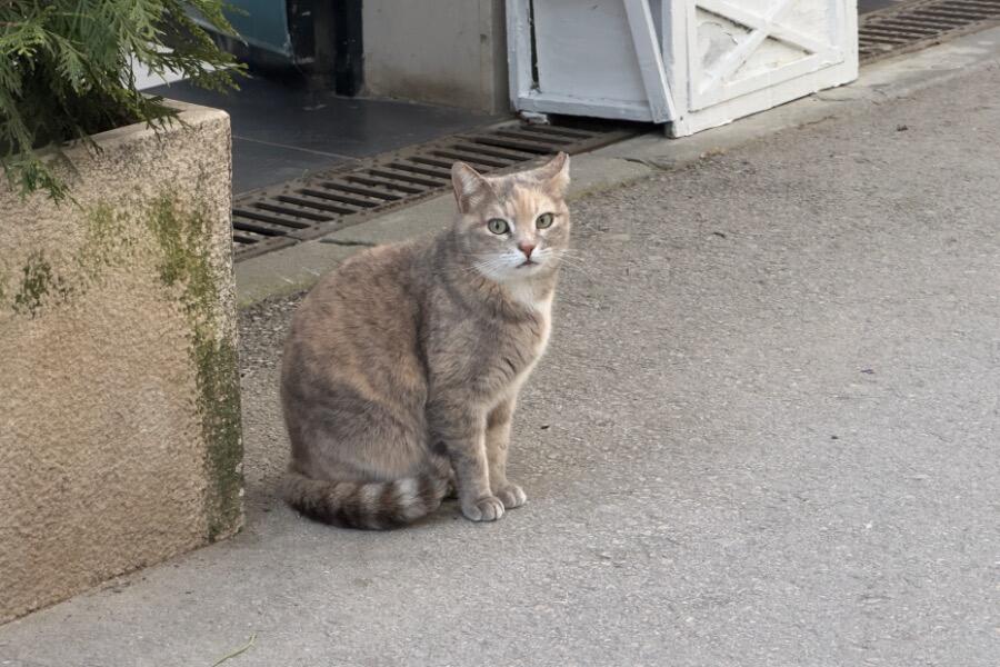 IMG_5256.jpeg.106a591c4a7d612ce4bca902d32f453f.jpeg