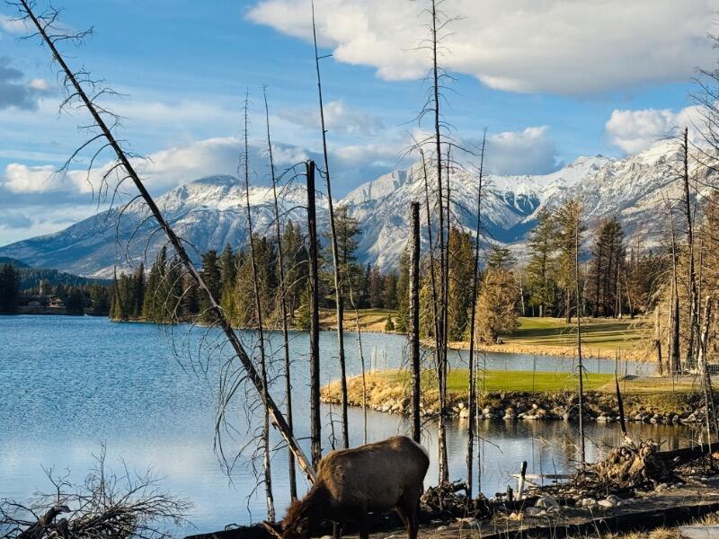 IMG_6263.jpeg.3680c81c888dec664dd3c4817d1d0c5b.jpeg