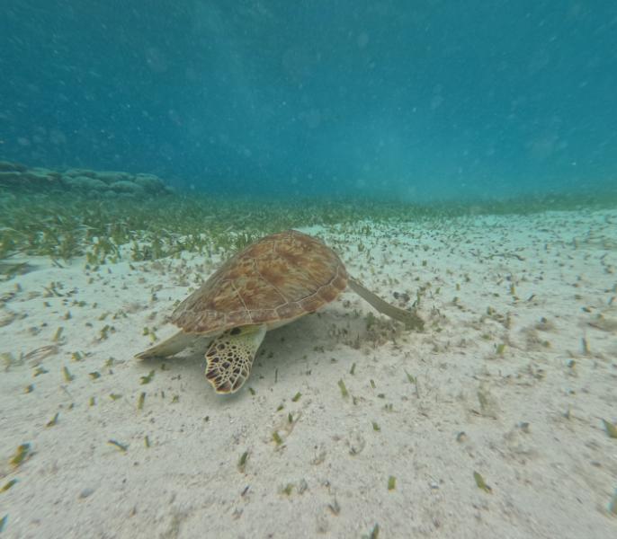GOPR0962.JPG.4811c2dd18d6329b34946c6e89d18df8.JPG