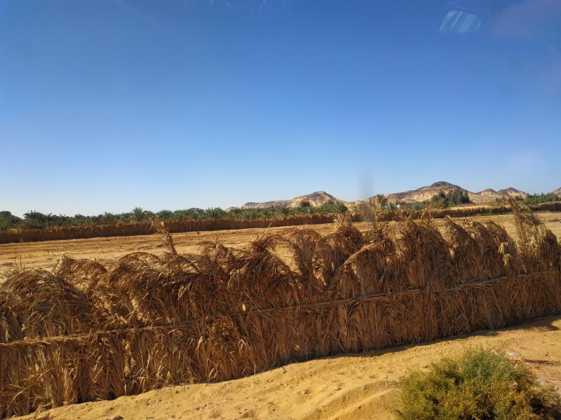 Bahariya_5.jpg.ad164f0937c657b270c8847bcc4649bb.jpg