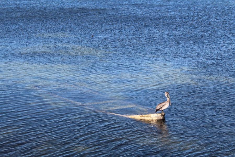 Campeche_59.JPG.6482157eafc1f81a9c0ebd866598be92.JPG