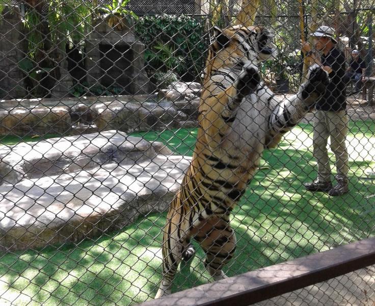 ChiangMai_136.jpg.24a6d469f12ca4a077bbb42be2cd5ac4.jpg