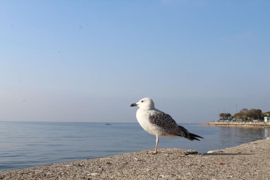Istanbul_231.JPG.fa8c69b82d7776cfb59f8c5405b154a0.JPG