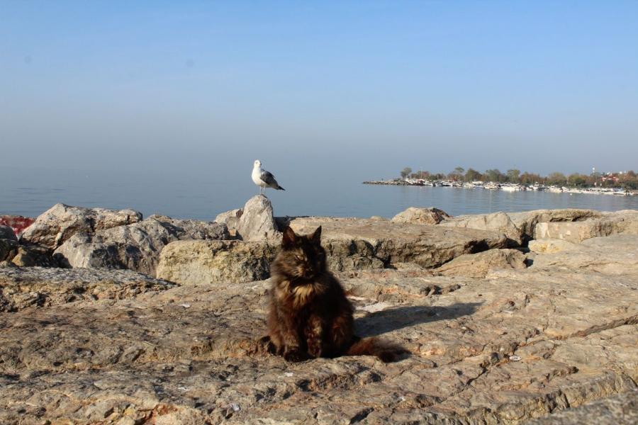 Istanbul_261.JPG.0dedf0155dc3abd46ecc919b4b0486a9.JPG