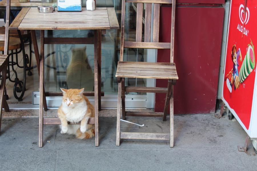 Istanbul_267.JPG.de37c90913935067fa546d71a0ef036f.JPG