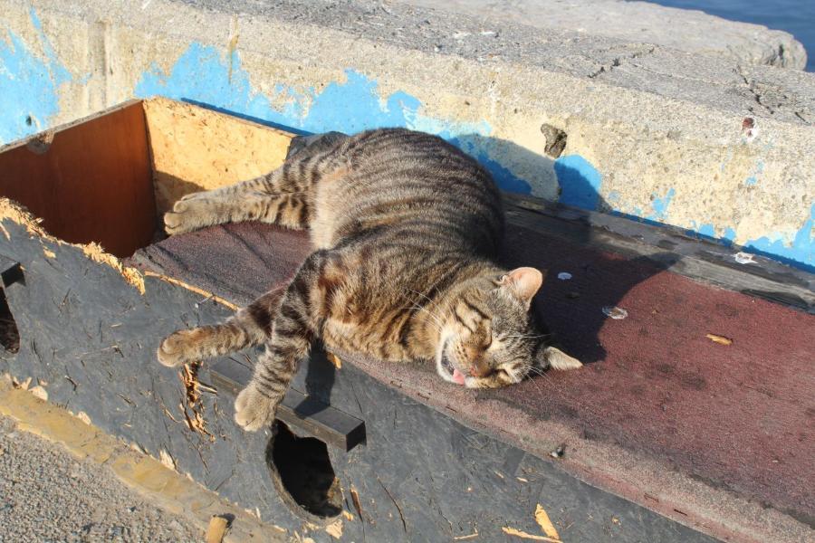 Istanbul_270.JPG.63d3658e5cbce78faf049606d59d96c5.JPG