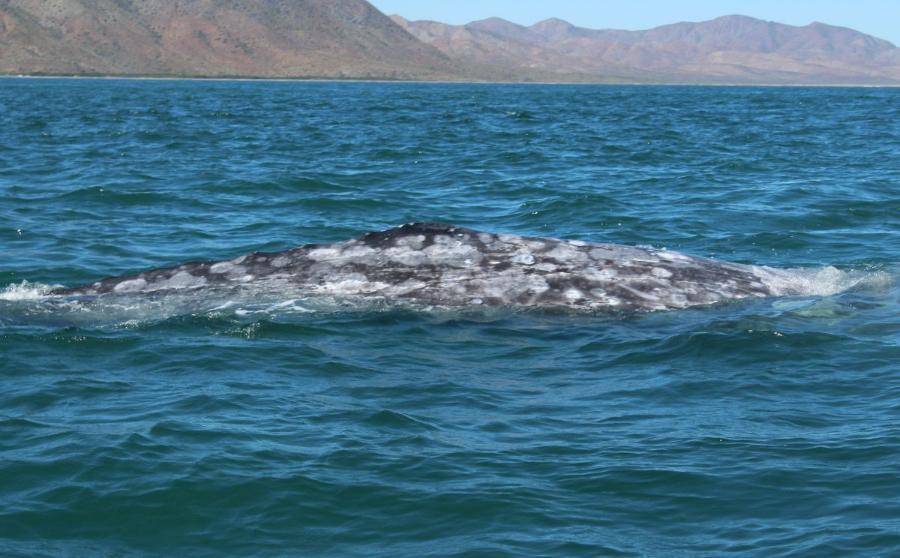 LaPaz130.JPG.7d391680be2d54a7c9dc6b7423e7d557.JPG