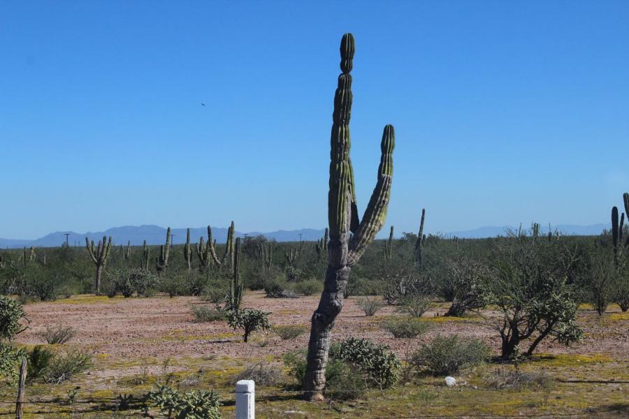 LaPaz52.JPG.c65a653fae98b0fc2b562604e663084d.JPG