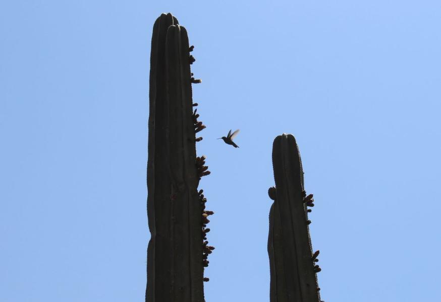 Teotihuacan72.JPG.9c77d519483d0be4c4fa4f94028de2f9.JPG