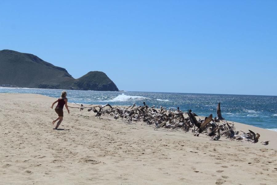 TodosSantos85.JPG.1ee1f5774096344cdce0e63c5995ac0a.JPG