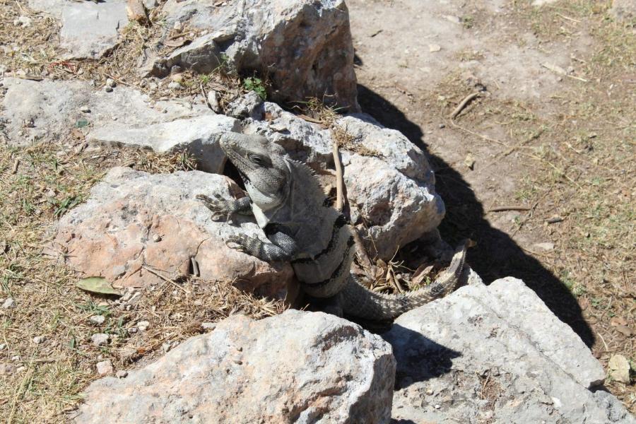 Uxmal40.JPG.6f30ec70bafc6b86c2477553827c70f6.JPG