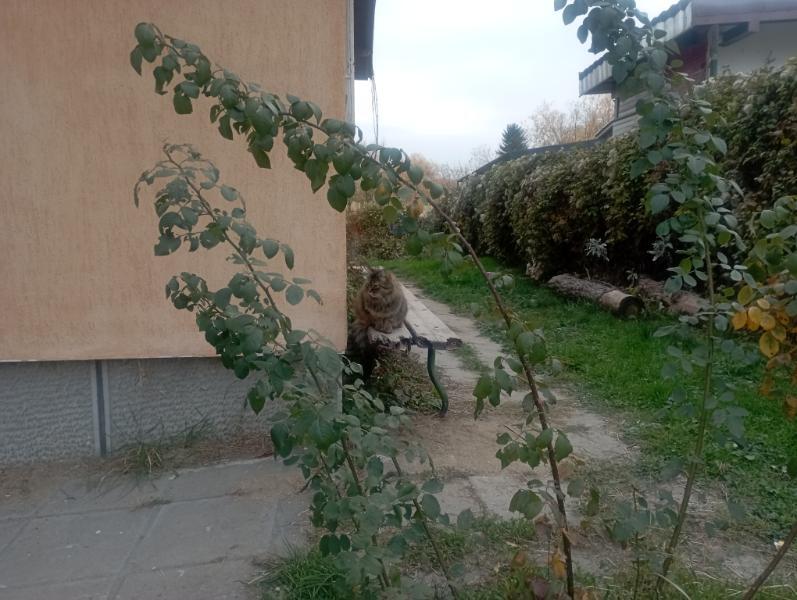 Vitoshkolale_2.jpg.db41aa5dfcdbb8d216352b5ef27ad035.jpg