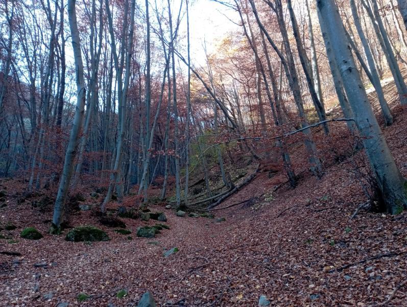Vitoshkolale_38.jpg.944dd3d466a9f6a76b61cb94a2ed942b.jpg