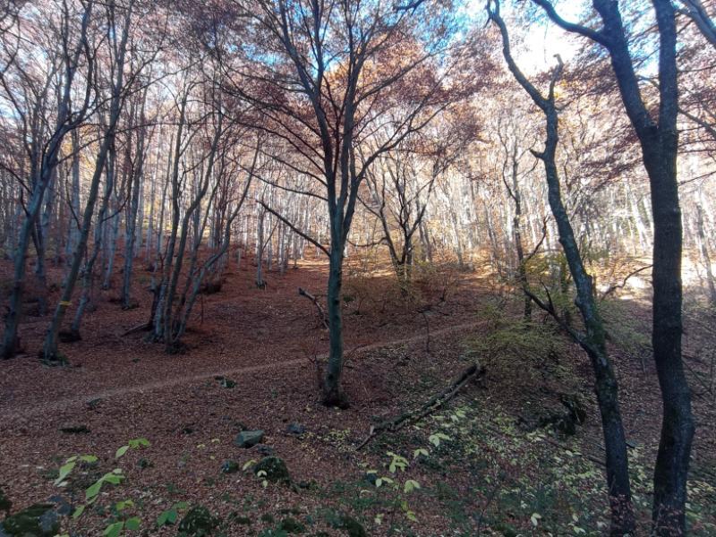 Vitoshkolale_44.jpg.ac2769e17dd226c9c2550bd53b341504.jpg