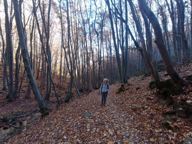 Vitoshkolale_54.jpg.20b1e5310ff4c8337ca3e49408041ad1.jpg