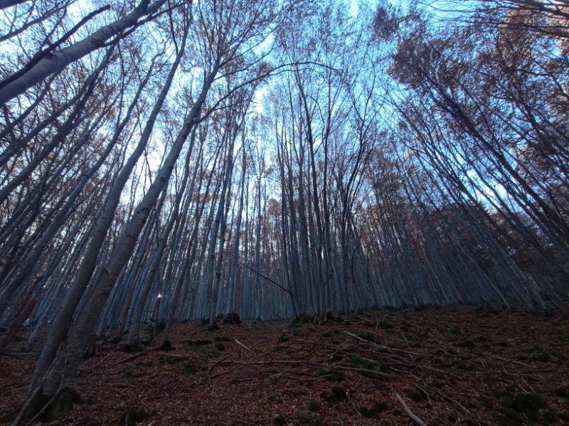 Vitoshkolale_55.jpg.1996a9d7390362d07ec1ca0ba29ea6e4.jpg