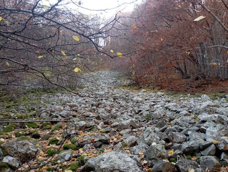 Vitoshkolale_59.jpg.fe299ffe22bedb1043fb64ab5421e03f.jpg