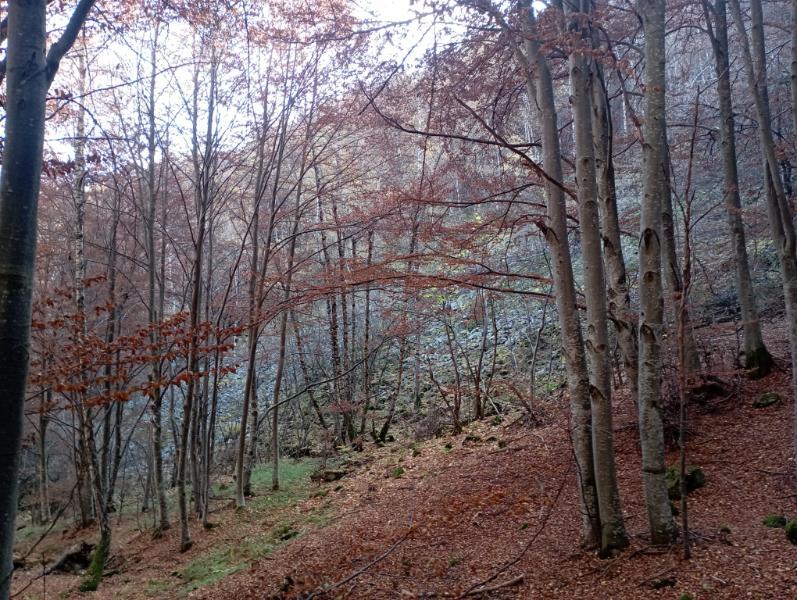 Vitoshkolale_66.jpg.8e8c806258e35ace470b1cc7afca4d9d.jpg