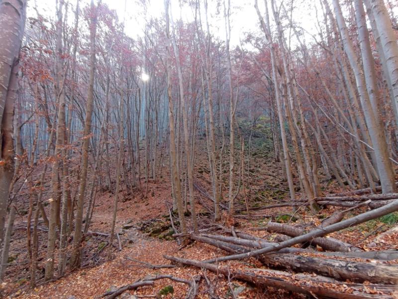 Vitoshkolale_69.jpg.2599d40ed9ca0cd1b711da407bd87527.jpg