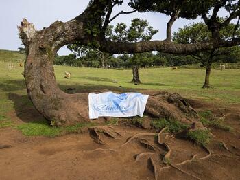 33 Parque Florestal do Fanal - Madeira.jpg