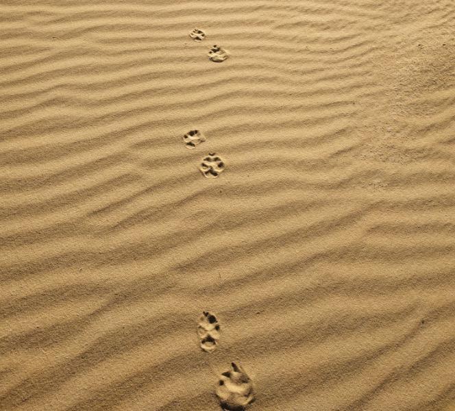 theWhiteDesert_58.jpg.2f74ed4d40d429f7ac3d7614a7cffa4d.jpg